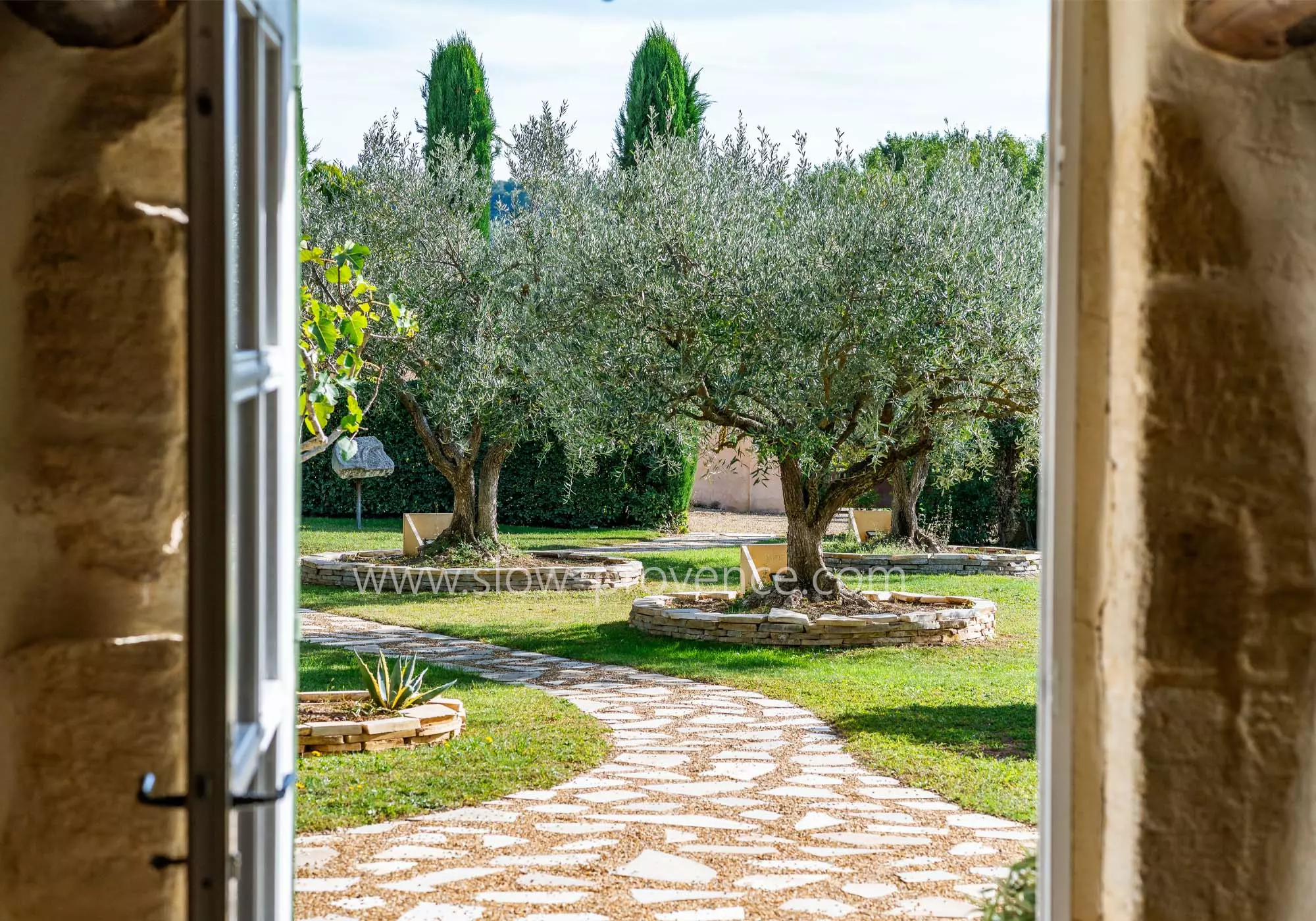 View of the olive trees of the property