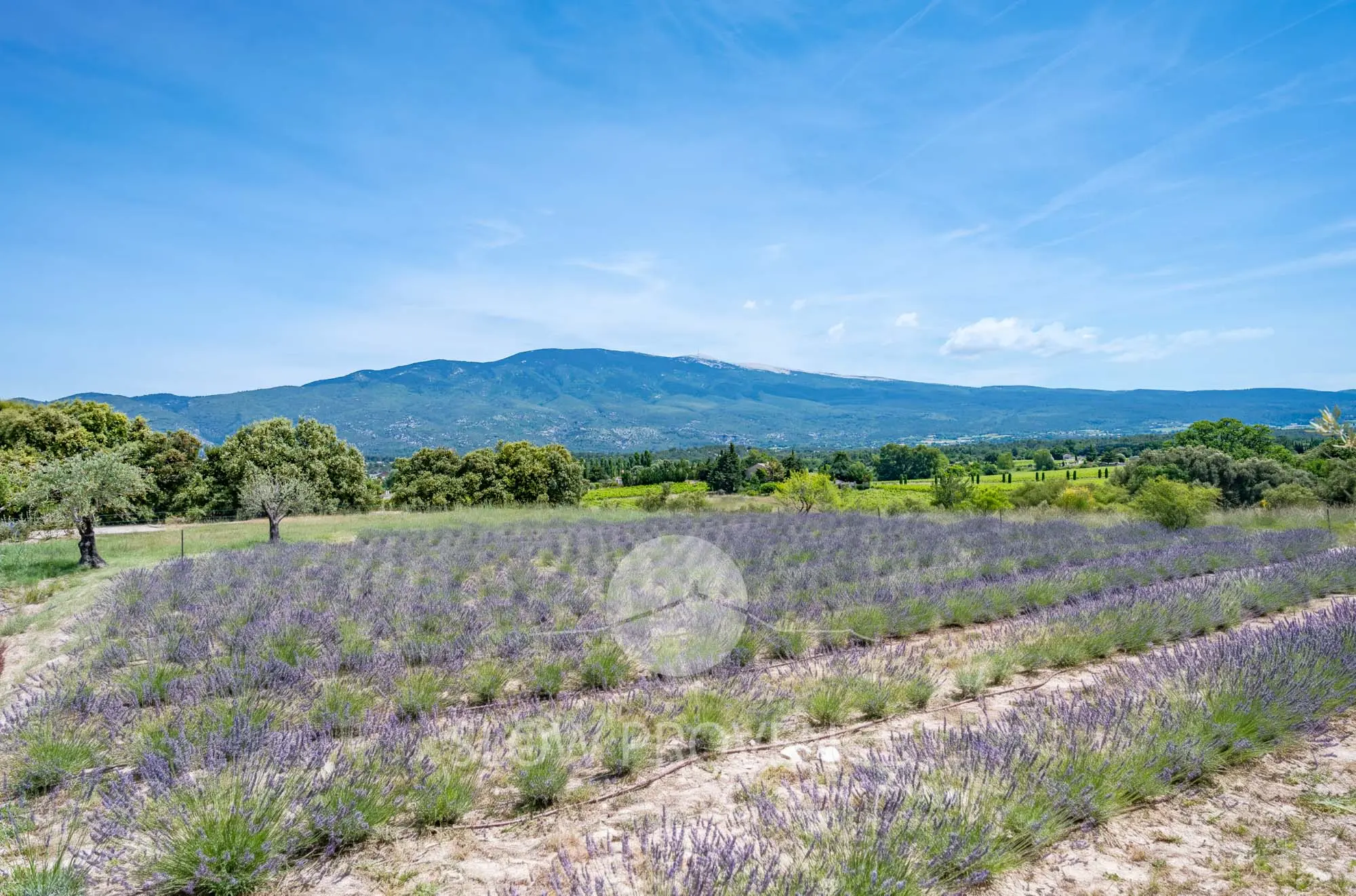Und sein Lavendel